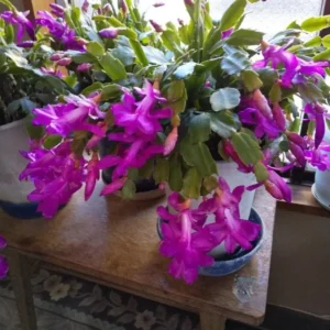 Christmas Cactus Live Plant – Holiday Indoor/Outdoor Houseplant – 6-8