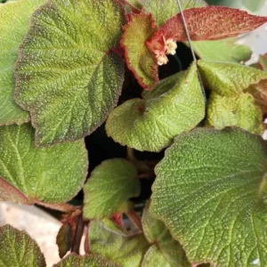 Begonia Manaus – Tropical Foliage Live Plant – 4-6 inches – 3 Inch Pot – Indoor - Image 8