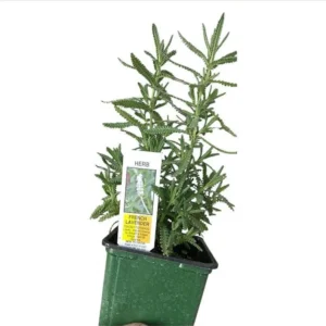 1 French Lavender Live Starter Plant for Planting, 4