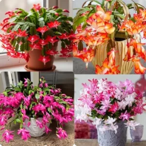 1 Thanksgiving Christmas Cactus Plants Live in 4" Pot, Houseplant Holiday Cactus, Vibrant Single Color Blooms Indoor Outdoor, Zygocactus Like, Winter Hardy (Random)