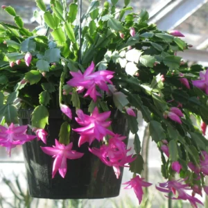 Christmas Cactus Live Plant – Holiday Indoor/Outdoor Houseplant – 6-8