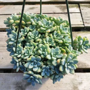 Sedum Clavatum Succulent Live Plant 2 Inch - Indoor Outdoor Garden Decor