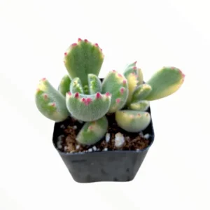 Cotyledon Tomentosa Variegated Bear's Paw Succulent Plant 2 Inch for Garden