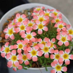Candy Box Peach Oxalis Live Starter Plant for Planting, Oxalis Plant in Home Garden, 4