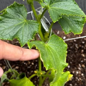 Lemon Cucumber Live Plant – Heirloom Vegetable – 4-7