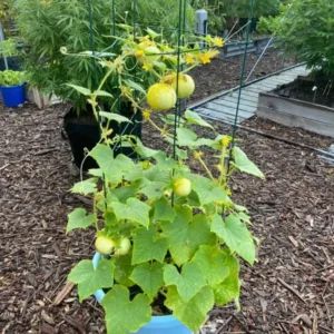 Lemon Cucumber Live Plant – Heirloom Vegetable – 4-7