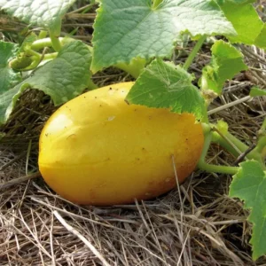Lemon Cucumber Live Plant – Heirloom Vegetable – 4-7