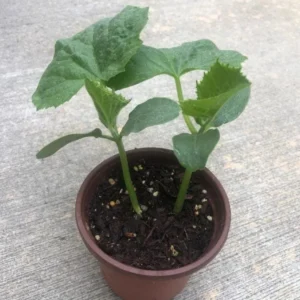 Lemon Cucumber Live Plant – Heirloom Vegetable – 4-7