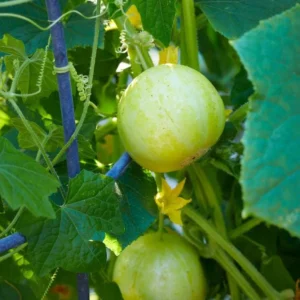 Lemon Cucumber Live Plant – Heirloom Vegetable Starter – 4-7