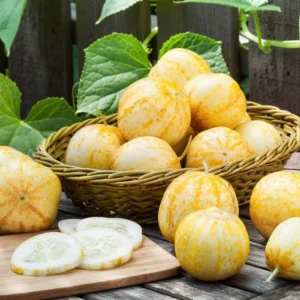 Lemon Cucumber Live Plant – Heirloom Vegetable Starter – 4-7