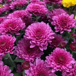 Pink Mum Plant Live - 4 to 6 Inch Hardy Chrysanthemum Perennial for Home Garden