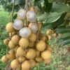 Longan Fruit Starter Plant – Tropical Fruit Tree – Live Plant – 8-10" Tall – Outdoor - Image 1