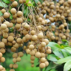 Longan Fruit Starter Plant – Tropical Fruit Tree – Live Plant – 8-10