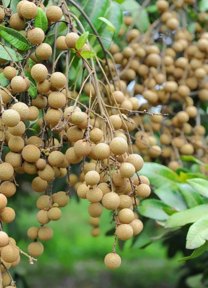 Longan Fruit Starter Plant – Tropical Fruit Tree – Live Plant – 8-10" Tall – Outdoor - Image 2