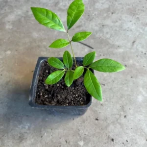 Longan Fruit Starter Plant – Tropical Fruit Tree – Live Plant – 8-10