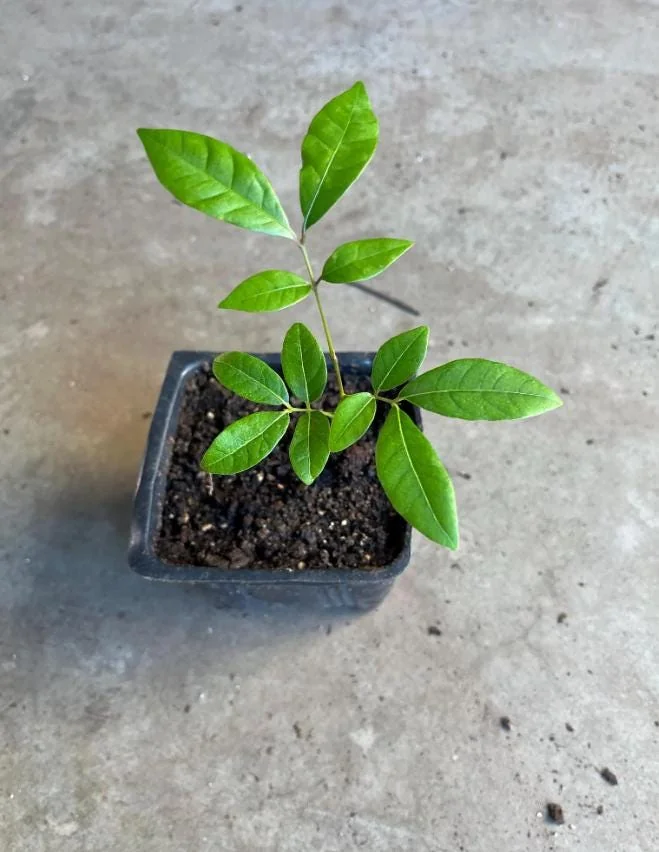 Longan Fruit Starter Plant – Tropical Fruit Tree – Live Plant – 8-10" Tall – Outdoor - Image 3