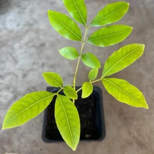 Longan Fruit Starter Plant – Tropical Fruit Tree – Live Plant – 8-10