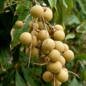 Longan Fruit Starter Plant – Tropical Fruit Tree – Live Plant – 8-10