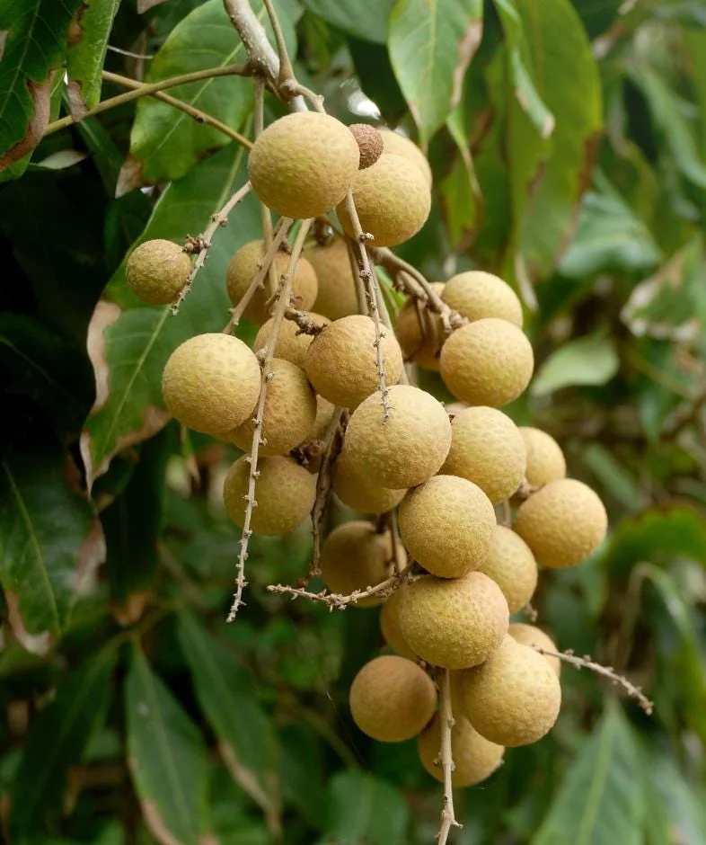 Longan Fruit Starter Plant – Tropical Fruit Tree – Live Plant – 8-10" Tall – Outdoor - Image 5