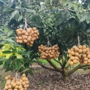 Longan Fruit Starter Plant – Tropical Fruit Tree – Live Plant – 8-10
