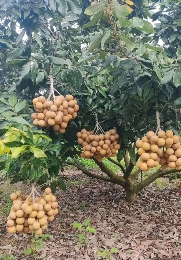 Longan Fruit Starter Plant – Tropical Fruit Tree – Live Plant – 8-10" Tall – Outdoor - Image 6
