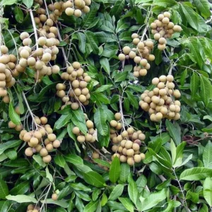 Longan Fruit Starter Plant – Tropical Fruit Tree – Live Plant – 8-10