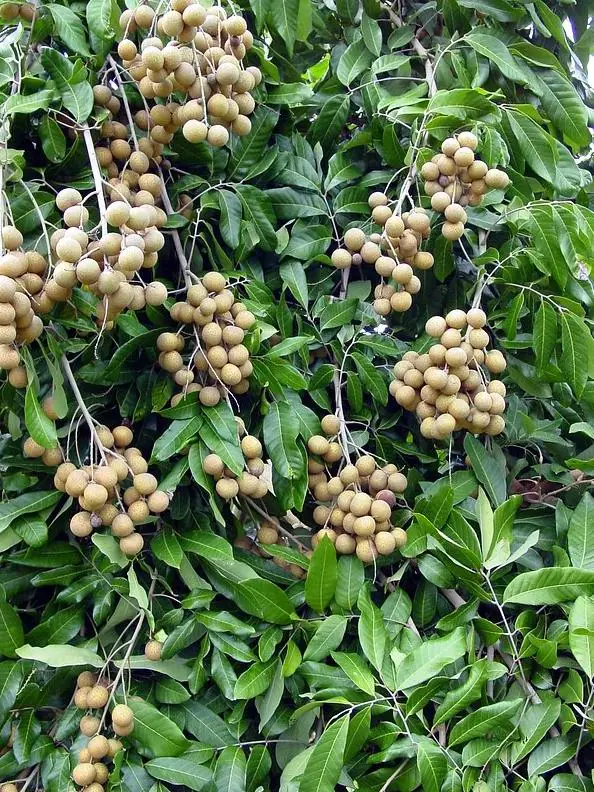 Longan Fruit Starter Plant – Tropical Fruit Tree – Live Plant – 8-10" Tall – Outdoor - Image 7