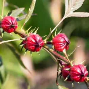 Roselle Hibiscus Plants - 2 Live Hibiscus Sabdariffa in 4 inch Pot