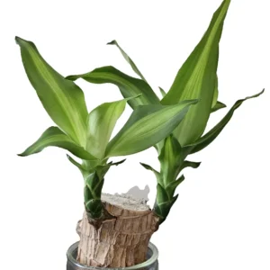 Lucky Fortune Hydroponic Corn Plant for Indoor Outdoor (Wood no buds 1 to 2 ft Tall) - Image 10