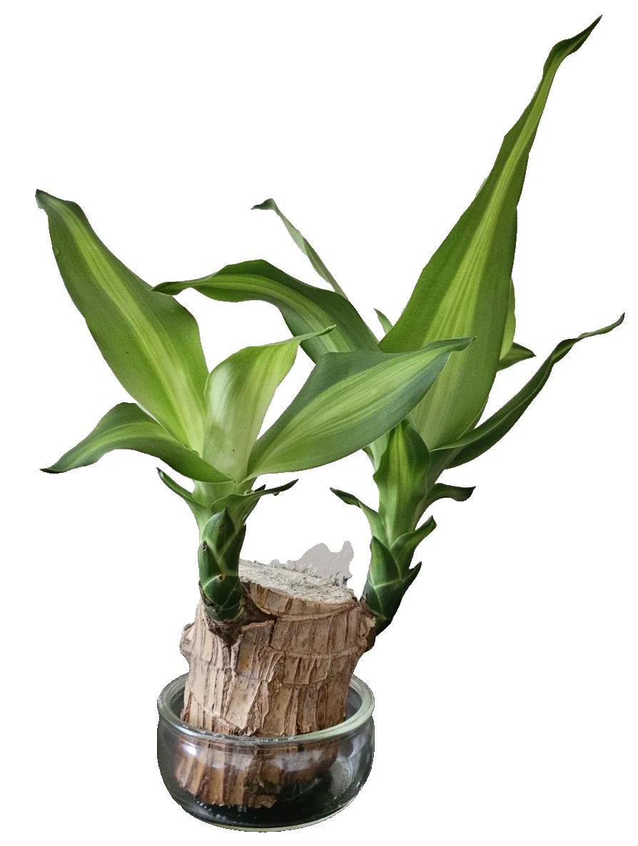 Lucky Fortune Hydroponic Corn Plant for Indoor Outdoor (Wood no buds 1 to 2 ft Tall) - Image 10