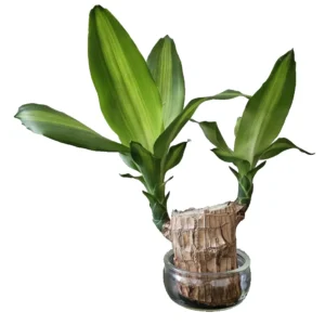 Lucky Fortune Hydroponic Corn Plant for Indoor Outdoor (Wood no buds 1 to 2 ft Tall) - Image 11