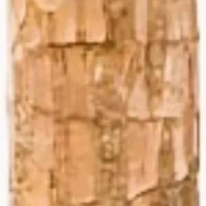 Lucky Fortune Hydroponic Corn Plant for Indoor Outdoor (Wood no buds 1 to 2 ft Tall) - Image 12