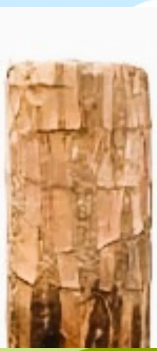 Lucky Fortune Hydroponic Corn Plant for Indoor Outdoor (Wood no buds 1 to 2 ft Tall) - Image 12