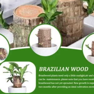 Lucky Fortune Hydroponic Corn Plant for Indoor Outdoor (Wood no buds 1 to 2 ft Tall) - Image 13