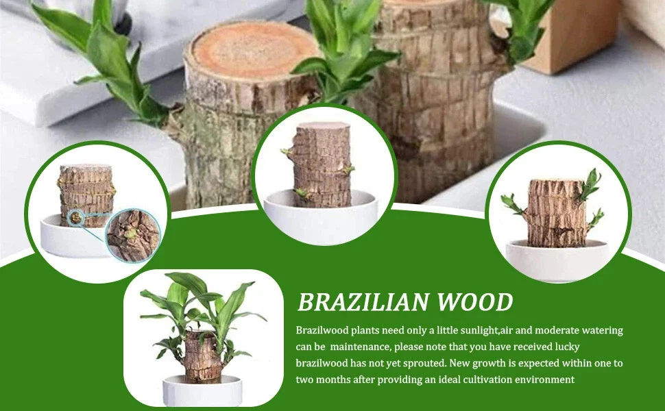 Lucky Fortune Hydroponic Corn Plant for Indoor Outdoor (Wood no buds 1 to 2 ft Tall) - Image 13