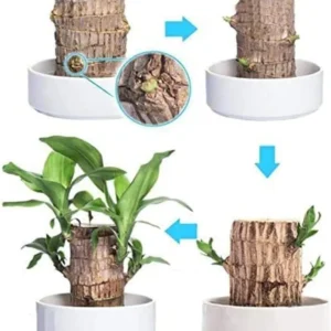 Lucky Fortune Hydroponic Corn Plant for Indoor Outdoor (Wood no buds 1 to 2 ft Tall) - Image 14
