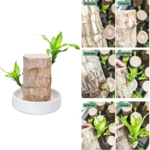 Lucky Fortune Hydroponic Corn Plant for Indoor Outdoor (Wood no buds 1 to 2 ft Tall) - Image 15