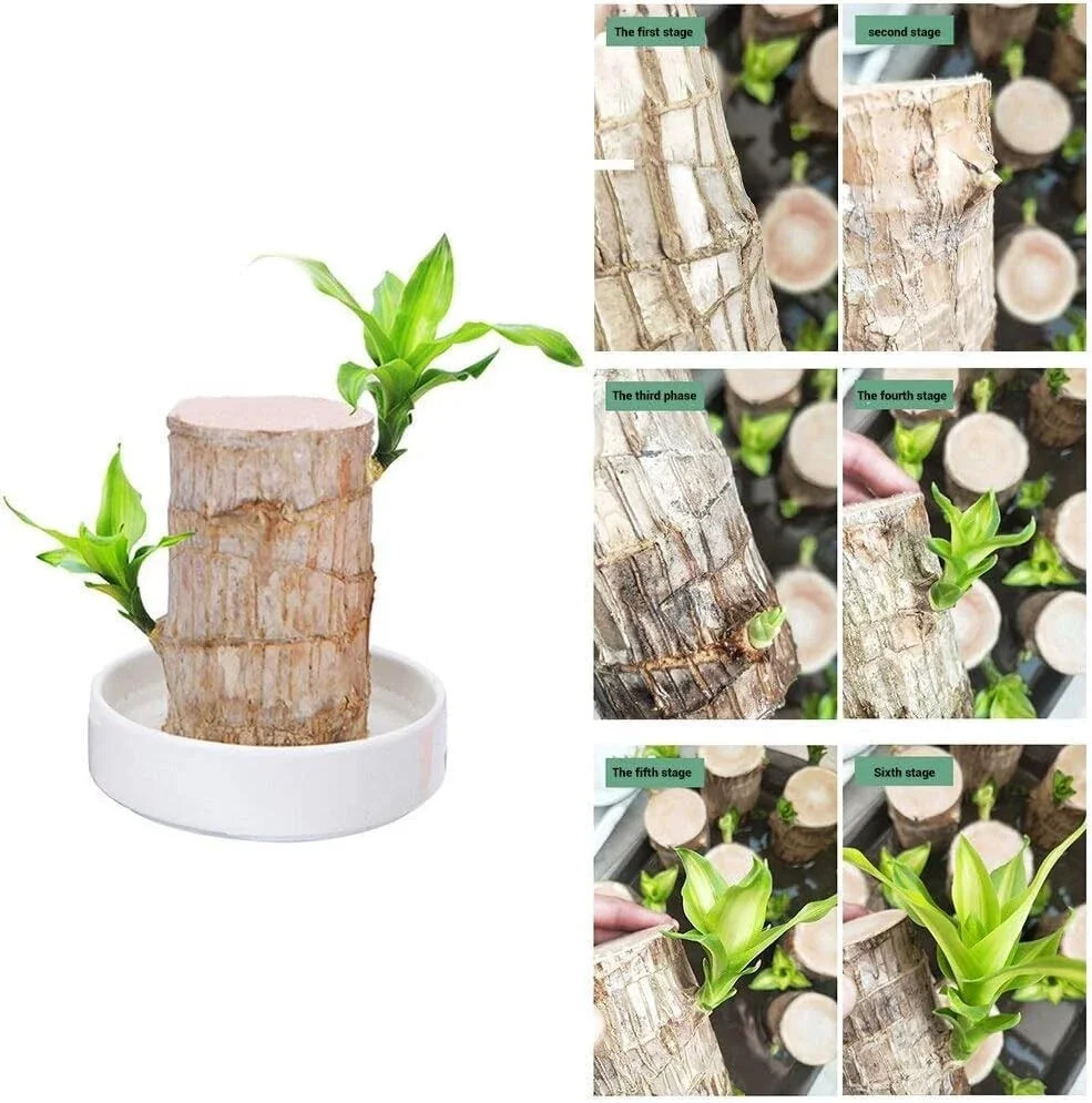Lucky Fortune Hydroponic Corn Plant for Indoor Outdoor (Wood no buds 1 to 2 ft Tall) - Image 15
