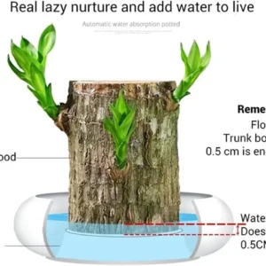 Lucky Fortune Hydroponic Corn Plant for Indoor Outdoor (Wood no buds 1 to 2 ft Tall) - Image 16