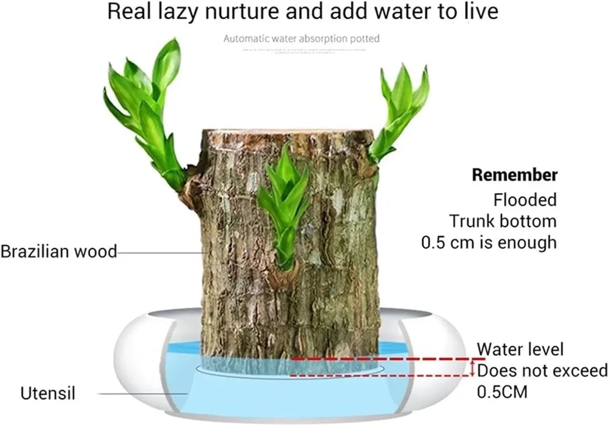 Lucky Fortune Hydroponic Corn Plant for Indoor Outdoor (Wood no buds 1 to 2 ft Tall) - Image 16