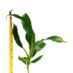 Lucky Fortune Hydroponic Corn Plant for Indoor Outdoor (Wood no buds 1 to 2 ft Tall) - Image 19