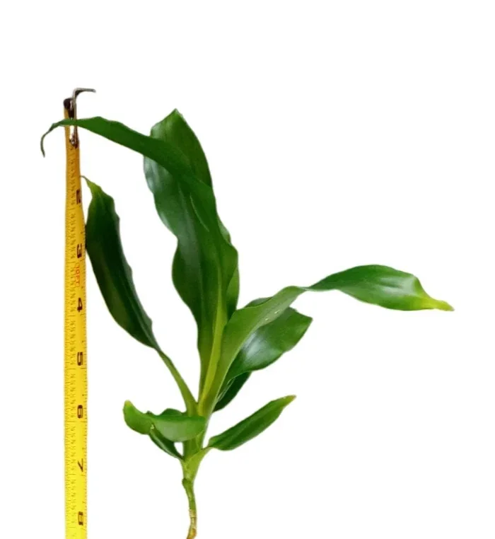 Lucky Fortune Hydroponic Corn Plant for Indoor Outdoor (Wood no buds 1 to 2 ft Tall) - Image 19