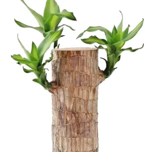 Lucky Fortune Hydroponic Corn Plant for Indoor Outdoor (Wood no buds 1 to 2 ft Tall) - Image 21