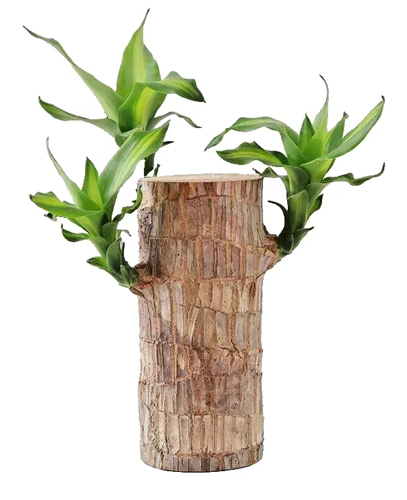 Lucky Fortune Hydroponic Corn Plant for Indoor Outdoor (Wood no buds 1 to 2 ft Tall) - Image 22