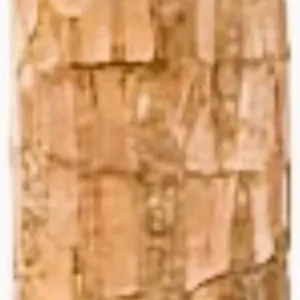 Lucky Fortune Hydroponic Corn Plant for Indoor Outdoor (Wood no buds 1 to 2 ft Tall) - Image 24