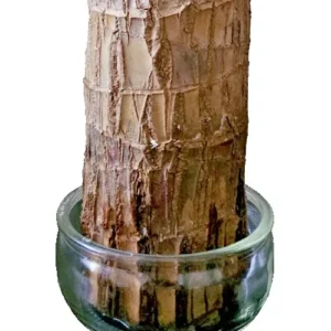 Lucky Fortune Hydroponic Corn Plant for Indoor Outdoor (Wood no buds 1 to 2 ft Tall) - Image 28