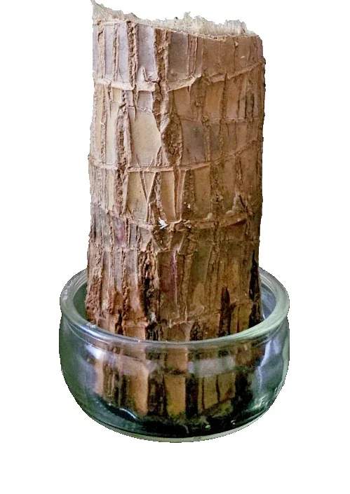 Lucky Fortune Hydroponic Corn Plant for Indoor Outdoor (Wood no buds 1 to 2 ft Tall) - Image 5