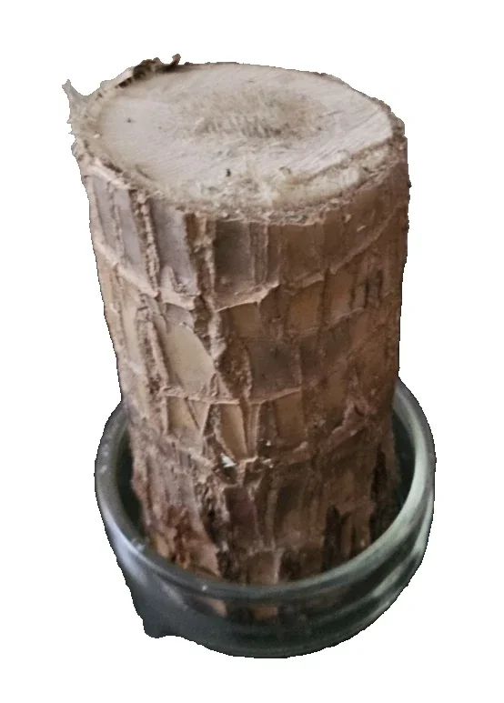 Lucky Fortune Hydroponic Corn Plant for Indoor Outdoor (Wood no buds 1 to 2 ft Tall) - Image 6