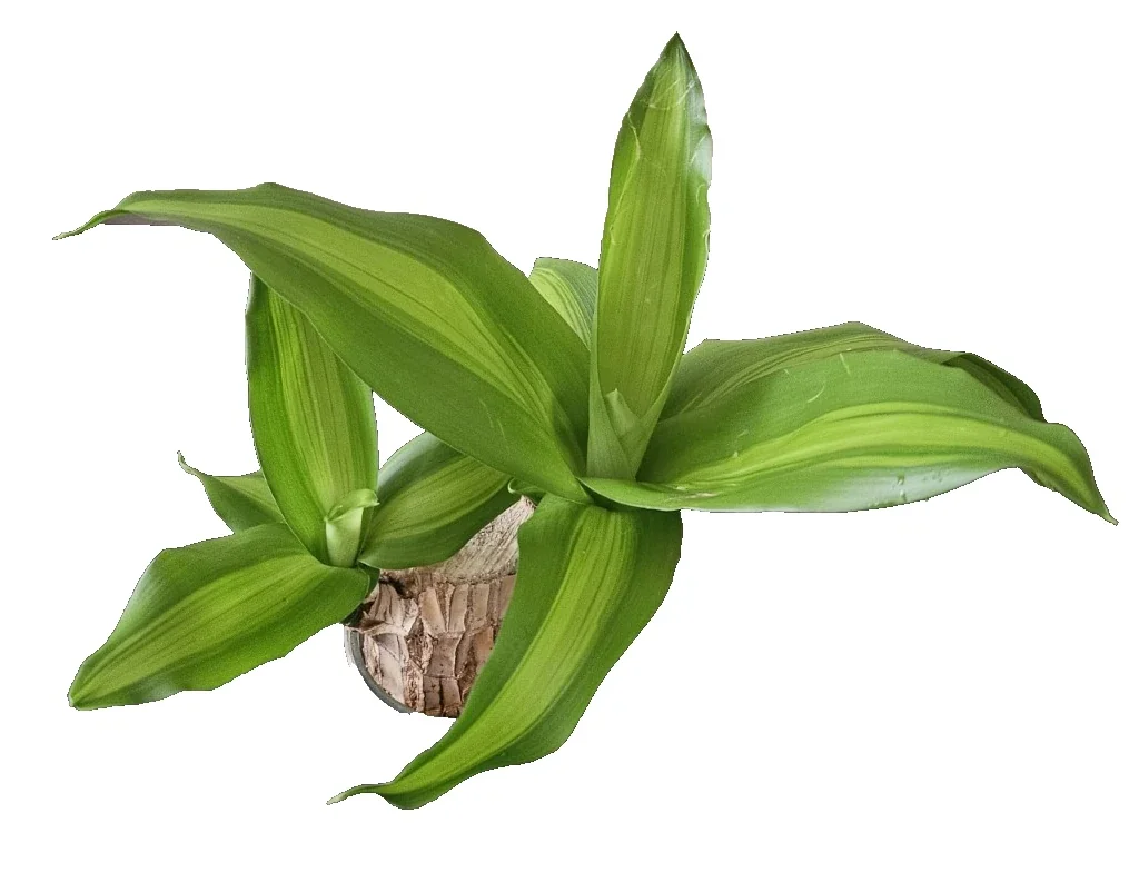 Lucky Fortune Hydroponic Corn Plant for Indoor Outdoor (Wood no buds 1 to 2 ft Tall) - Image 8