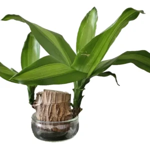 Lucky Fortune Hydroponic Corn Plant for Indoor Outdoor (Wood no buds 1 to 2 ft Tall) - Image 9